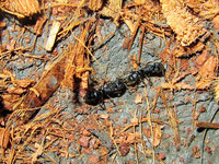 Pachycondyla astuta im Tandemlauf.JPG (1.22 MiB) 103447-mal betrachtet Pachycondyla astuta im Tandemlauf.JPG