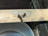 Fliegentransport ins alte Nest.JPG (649.96 KiB) 103447-mal betrachtet Fliegentransport ins alte Nest.JPG