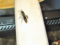 Zerlegte Fliege wird ins alte Formicarium transportiert.JPG (662.74 KiB) 103447-mal betrachtet Zerlegte Fliege wird ins alte Formicarium transportiert.JPG