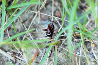 Camponotus ligniperdus vs Lasius cf. niger.JPG