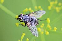 Sarcophaga cf. carnaria.JPG