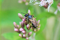 Furchenbiene Halictus cf. quadricinctus.JPG