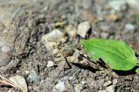 Ödlandschreke Oedipoda cf. caerulescens.JPG