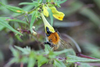 Hummel Bombus cf. pascuorum.JPG