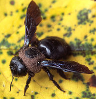 Xylocopa-Milben-03-web.jpg