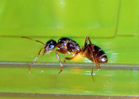 Chthonolasius sp1.JPG