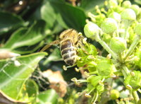 Apis mellifera cf carnica 2.JPG