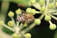 Apis mellifera cf carnica.JPG