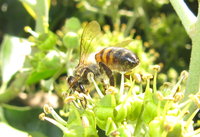 Apis mellifera cf ligustica.JPG