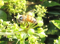 Apis mellifera cf ligustica 2.JPG