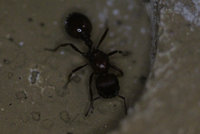 Pogonomyrmex barbatus 1.JPG