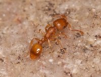 Myrmicinae_2mm_20151003_01.jpg