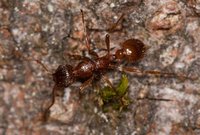 Myrmica_sp_5mm_20150904_01.jpg