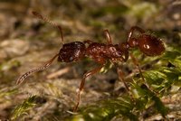 Myrmica_sp_5mm_20150904_05.jpg