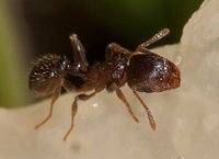 Tetramorium_sp_20150422_02.jpg