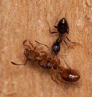 Formicinae_vs_Myrmica_sp_20150509_02.jpg