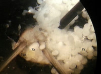 1-20160107_154118_1_txweb.jpg (190.36 KiB) 40762-mal betrachtet 1-20160107_154118_1_txweb.jpg