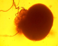 2-20160107_165212_Rec.sem..jpg (176.52 KiB) 40762-mal betrachtet 2-20160107_165212_Rec.sem..jpg