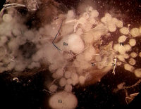 4-20160107_164310_gefl-txwe.jpg (205.21 KiB) 40761-mal betrachtet 4-20160107_164310_gefl-txwe.jpg