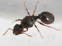 3-Tetramorium-caespitum_08.jpg