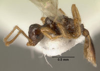 4--Teleutomyrmex_schneideri.jpg