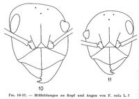 1-F.-rufa-Augen.jpg