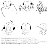 2-Deformationen-Kutter.jpg