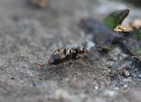 Lasius cf niger.JPG