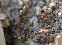 Tetramorium sp.JPG