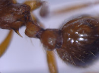 Bestimmung Myrmica Dornen3.jpg