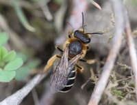 Andrena cf. barbilabris 2.JPG