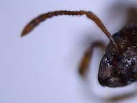 Bestimmung Myrmica Fühler2.jpg