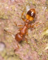 Temnothorax_sp_20160410_02.jpg