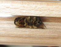 Wildbienen Männchen gastiert in Beobachtungsröhrchen.JPG