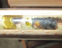 Osmia cornuta im Nest.JPG