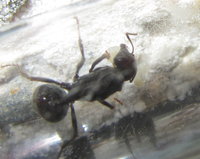 Messor barbarus mit erster Larve.JPG