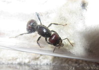 Messor barbarus Pygmäe.JPG