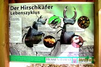 Hirschkäfer-Info_6186.jpg