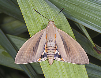 Paysandisia_archon_MHNT_female.jpg