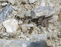 Spinne greift Formica an.JPG