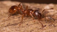 Myrmica_sp_20160501_03.jpg