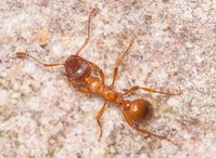 Myrmica_sp_20160502_02.jpg