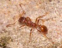 Myrmica_sp_20160502_01.jpg