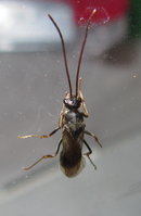 Ectomomyrmex astutus male.JPG