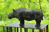 7-Nashorn-6281.jpg