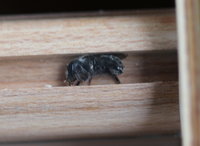 Osmia cf adunca.JPG