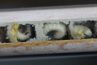 Osmia Brut mit einer Larve pro Kammern.JPG