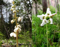 5-Pyrola-2-Arten.jpg