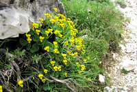 7-Viola-bifolia-6500.jpg