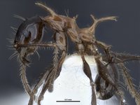 Pheidole-drogon-side-view.jpg